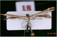 Oxyptilus laetus