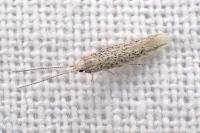 Coleophora afrosarda