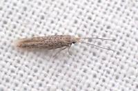 Coleophora afrosarda