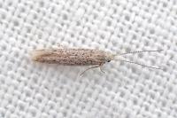 Coleophora afrosarda