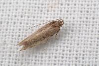 Scrobipalpa nitentella