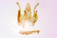 Scrobipalpa nitentella