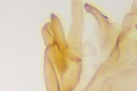 Scrobipalpa nitentella