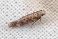 Scrobipalpa salinella