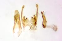 Scrobipalpa salinella