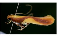 Caloptilia alchimiella