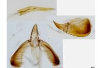 Caloptilia alchimiella