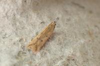 Dichomeris acuminata