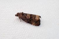 Endothenia oblongana