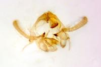 Endothenia oblongana
