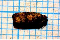 Endothenia oblongana