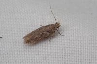 Bryotropha