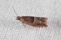 Ancylis sparulana