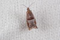 Ancylis sparulana