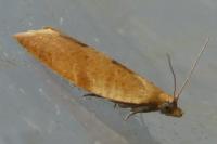 Clepsis consimilana