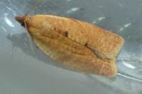Clepsis consimilana