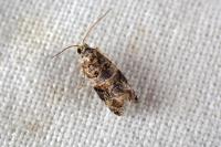 Lobesia botrana