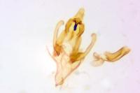 Megacraspedus lanceolellus
