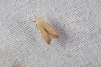 Mesophleps silacella
