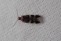 Oegoconia