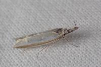 Pleurota aristella