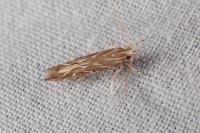 Pyroderces argyrogrammos