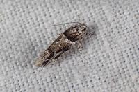 Recurvaria nanella