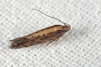 Scrobipalpa ocellatella