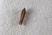Scrobipalpa ocellatella