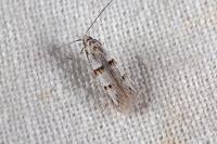 Symmocoides oxybiella
