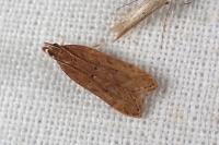 Helcystogramma lutatella