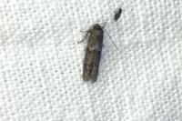 Blastobasis glandulella