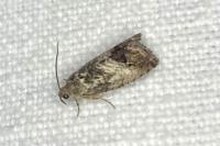 Cydia splendana