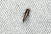 Monopis crocicapitella