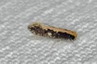 Monopis crocicapitella