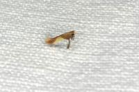Caloptilia alchimiella/robustella