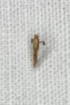 Caloptilia alchimiella/robustella
