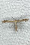 Oxyptilus