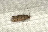 Hofmannophila pseudospretella