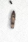 Notocelia incarnatana