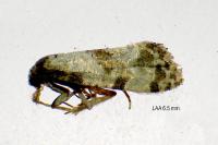 Neocochylis molliculana