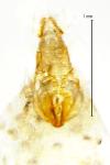 Neocochylis molliculana