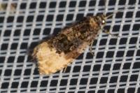 Hedya ochroleucana