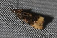 Hedya ochroleucana