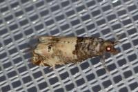 Notocelia incarnatana
