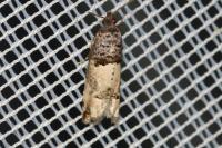 Notocelia incarnatana