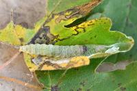 Dasystoma salicella