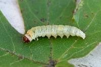 Dasystoma salicella