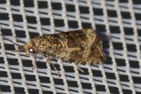 Celypha lacunana