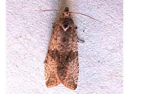 Celypha striana